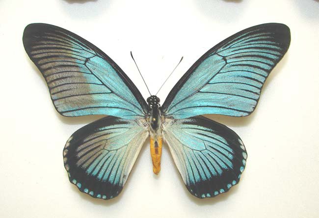 Papilio Zalmoxis ABERRATION (Internet Image property of respective owner, non-commercial use only)